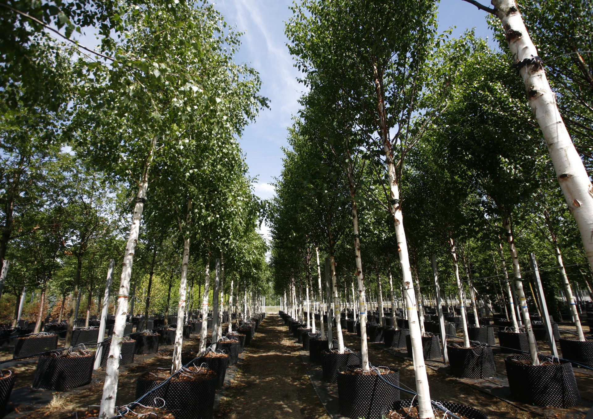 Где Купить Саженцы Деревьев В Новосибирске